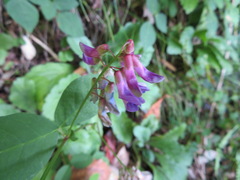 Vicia unijuga