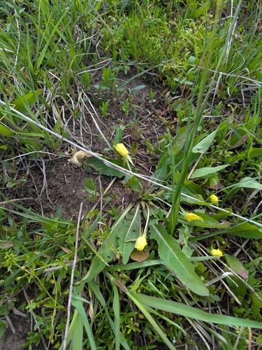 diffuseflower evening primrose (Taraxia subacaulis)