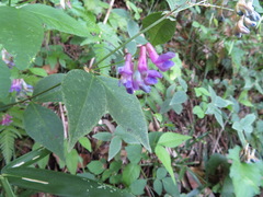Vicia unijuga