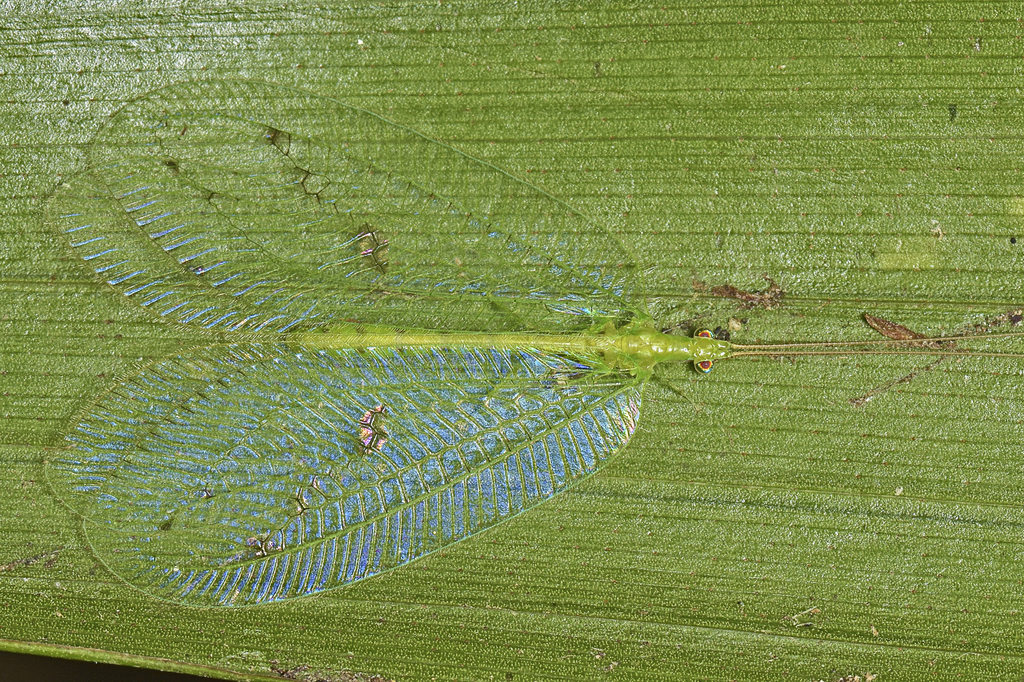 Apochrysine Green Lacewings