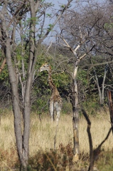 Giraffa camelopardalis giraffa