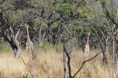Giraffa camelopardalis giraffa