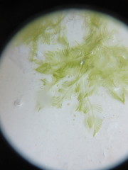 Bryopsis