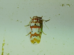 Cyana conclusa