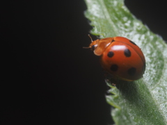 Coelophora inaequalis