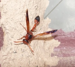 Delta dimidiatipenne