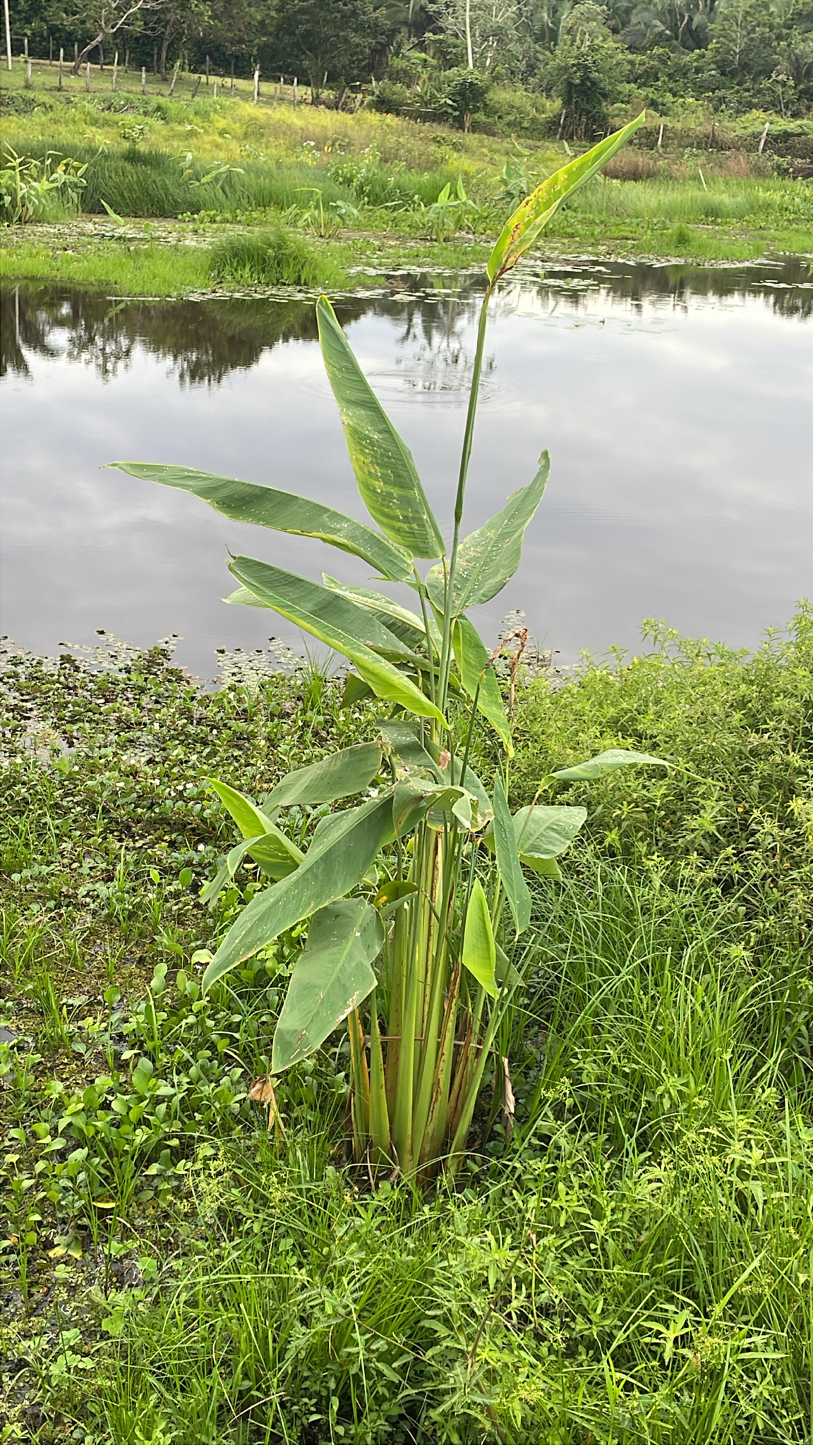 Thalia geniculata