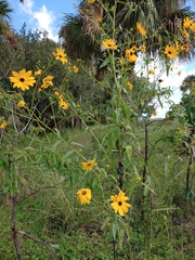 Helianthus agrestis