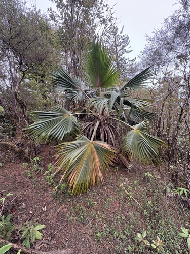 Pritchardia glabrata observed 2025-07-08
