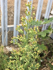 Erigeron sumatrensis