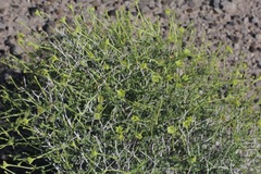 Acleisanthes parvifolia