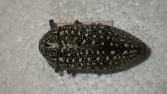 Julodinae