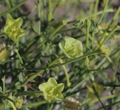 Acleisanthes parvifolia