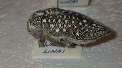 Julodinae