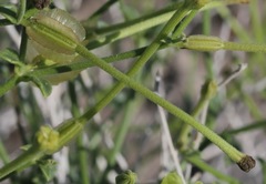 Acleisanthes parvifolia