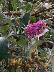 Buddleja davidii