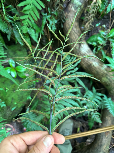 Asplenium kaulfussii, 2025-07-05