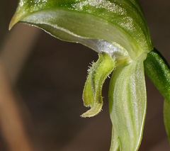 Pterostylis smaragdyna