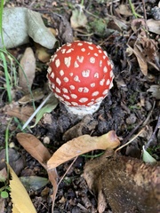 Amanita muscaria