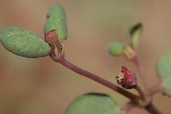 Euphorbia simulans