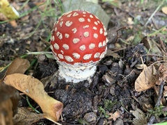 Amanita muscaria