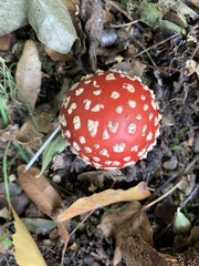 Amanita muscaria