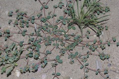 Euphorbia simulans