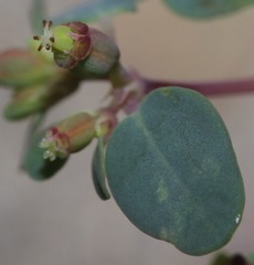 Euphorbia simulans