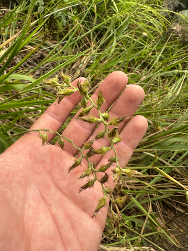 Cenchrus agrimonioides observed 2025-07-05