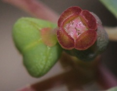 Euphorbia simulans