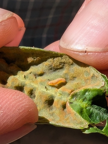 iNaturalist observation photo of Coffeeberry Midrib Gall Moth