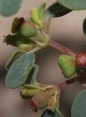 Euphorbia simulans