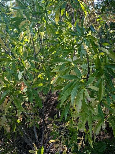 iNaturalist observation photo of California buckeye