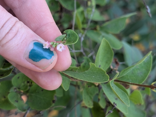 iNaturalist observation photo of Common Snowberry