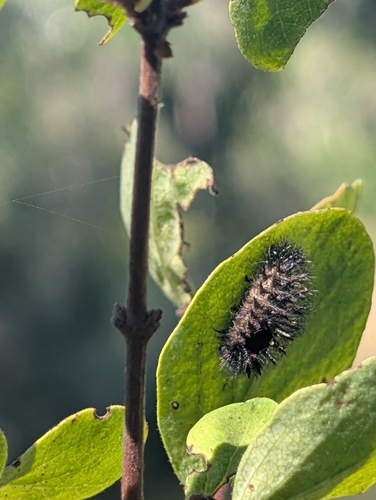 iNaturalist observation photo of Ichneumonid and Braconid Wasps