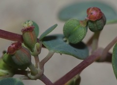 Euphorbia simulans