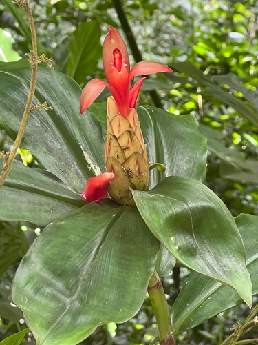 Spiral ginger (Costus pulverulentus)