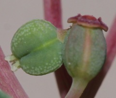Euphorbia simulans
