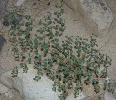 Euphorbia simulans