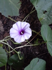 Ipomoea muricata