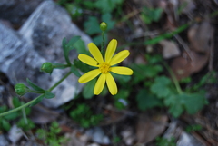Senecio leucanthemifolius