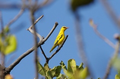 Oriolus auratus