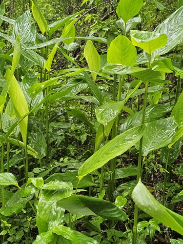 Sagú (Maranta arundinacea)