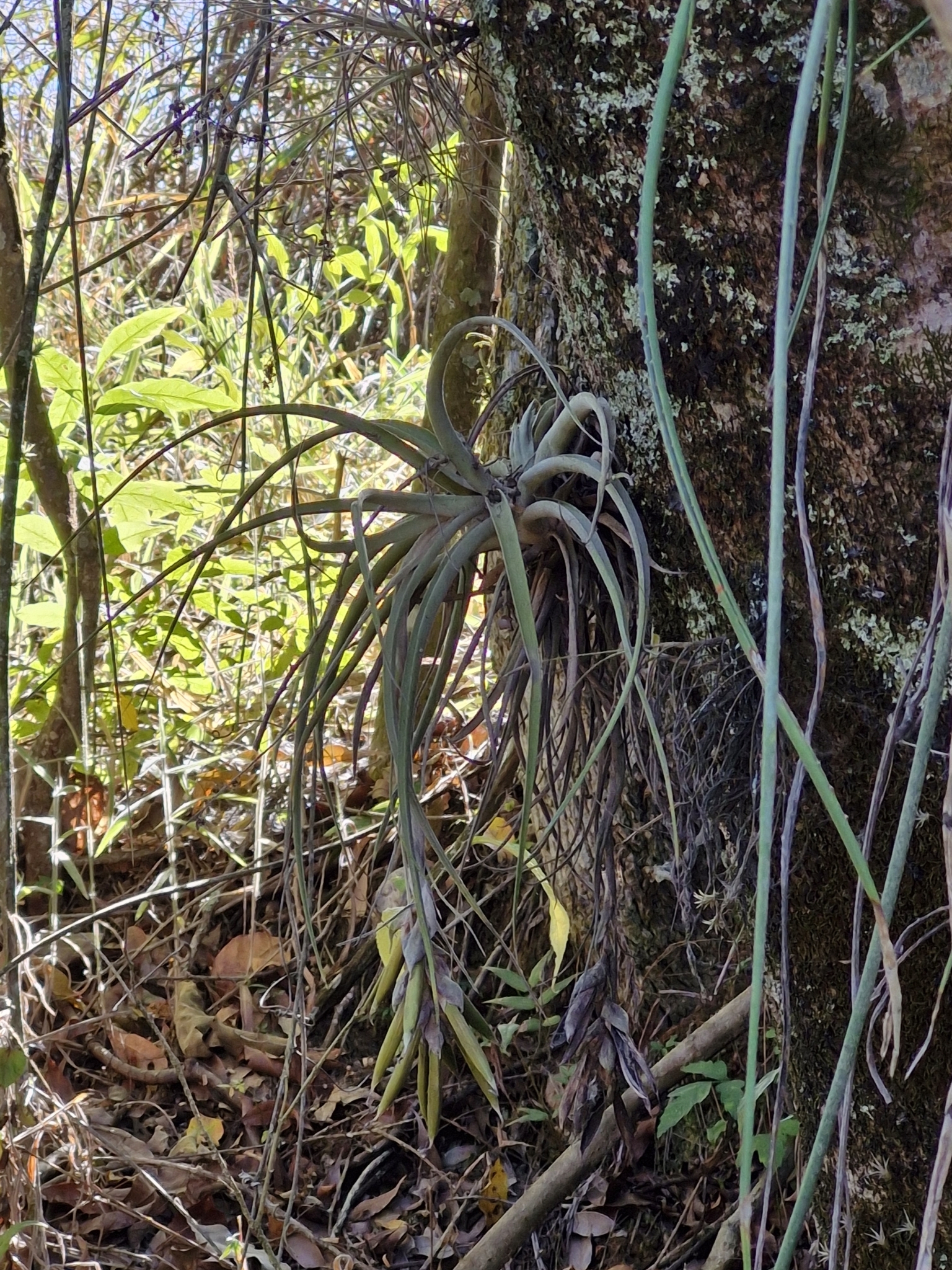 Tillandsia pohliana