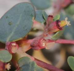 Euphorbia simulans