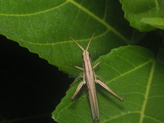 Phlaeoba fumosa