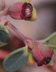 Euphorbia simulans