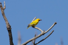 Oriolus auratus