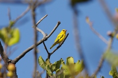 Oriolus auratus