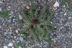 Carduus nutans taygeteus